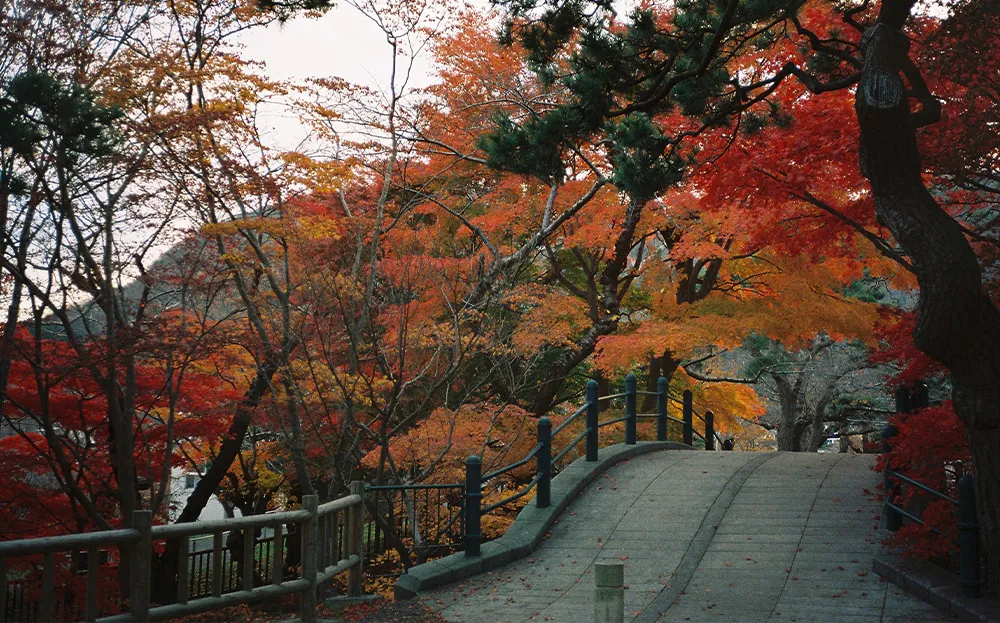 Autumn in Tokyo (September to November)