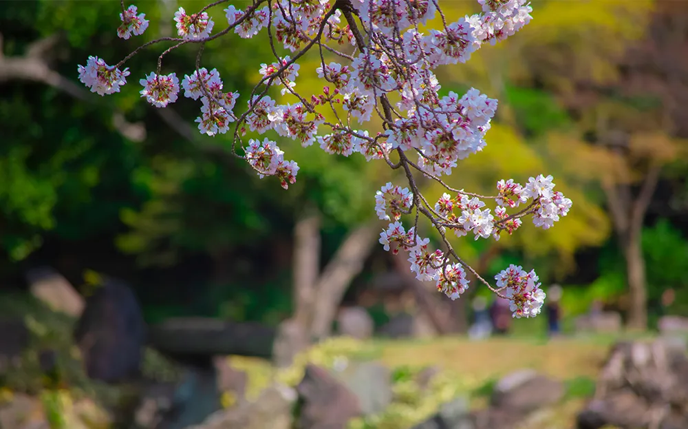 Spring in Tokyo (March to May)